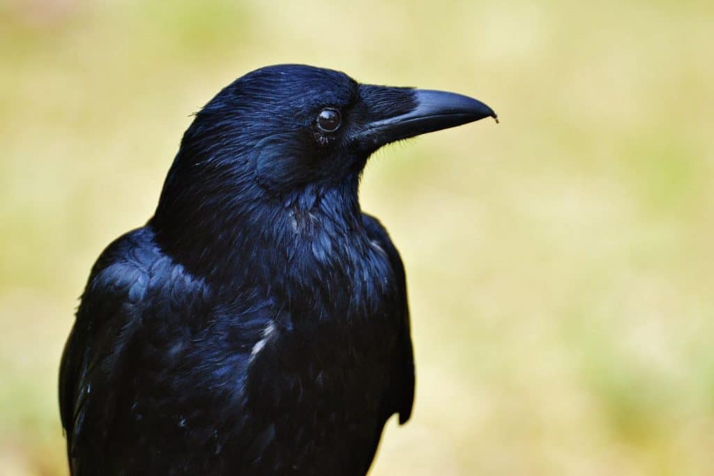 Voir Un Corbeau : Signification Spirituelle Derrière Ce Mystérieux