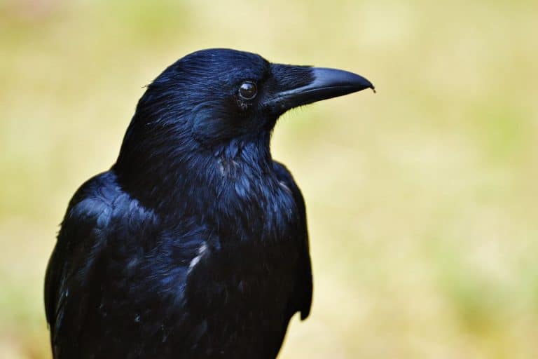 Voir Un Corbeau : Signification Spirituelle Derrière Ce Mystérieux