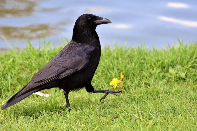 Voir Un Corbeau : Signification Spirituelle Derrière Ce Mystérieux